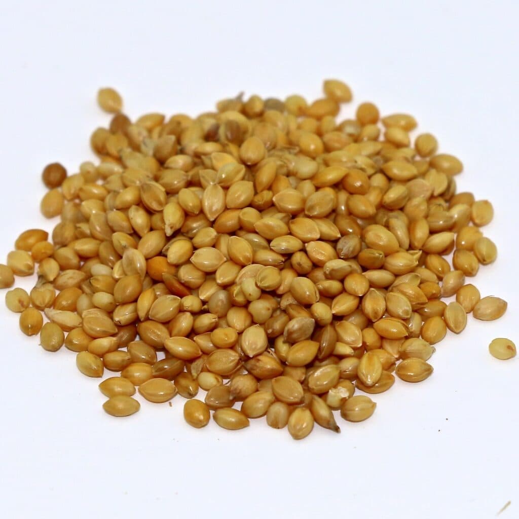 Browntop Millet